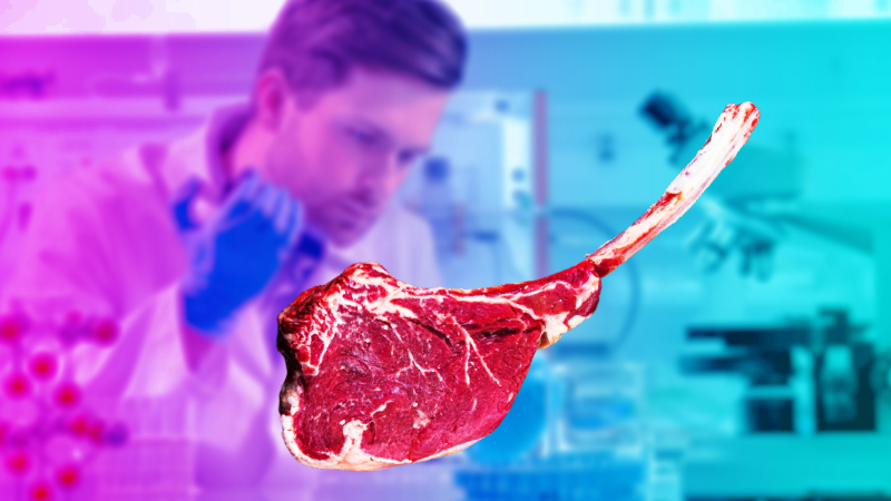 Стэйки выращенные в биолабораториях скоро появятся в британских ресторанах. Искусственное мясо будет неотличимо от настоящего 