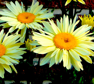 Нивяник великолепный Бродвей Лайтс - высота растения 50 см, цветок кремово-желтый, крупный. Почвы должны быть плодородными, окультуренными на глубину 25-30 см, достаточно увлажненными и хорошо дренированными.