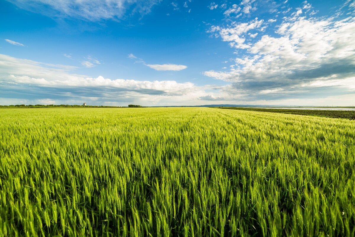 Посевные площади пшеницы в Российской Федерации составляют около 30 млн га, из которых 53-56% занимают посевы озимой пшеницы, остальное приходится на посевы яровой пшеницы.