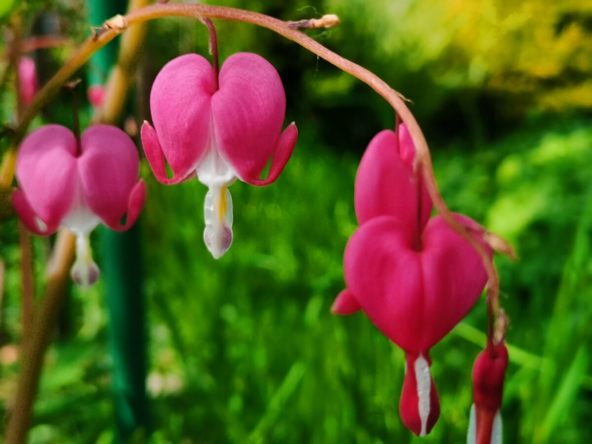 Цветок дицентра — разбитое сердце как символ сострадания | блог интернет - магазина АртФлора