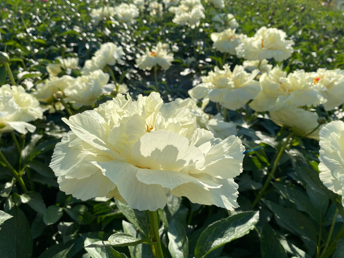 B96 Peony Vanilla