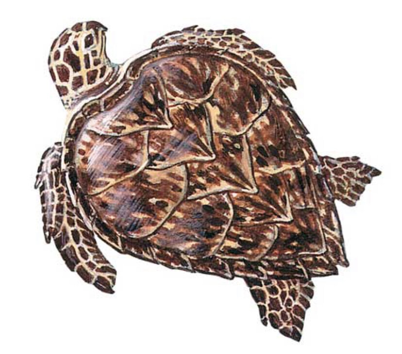 
Atlas Edition's Artwork БИССА (Eretmochelys imbriata), или настоящая каретта, морская черепаха.
