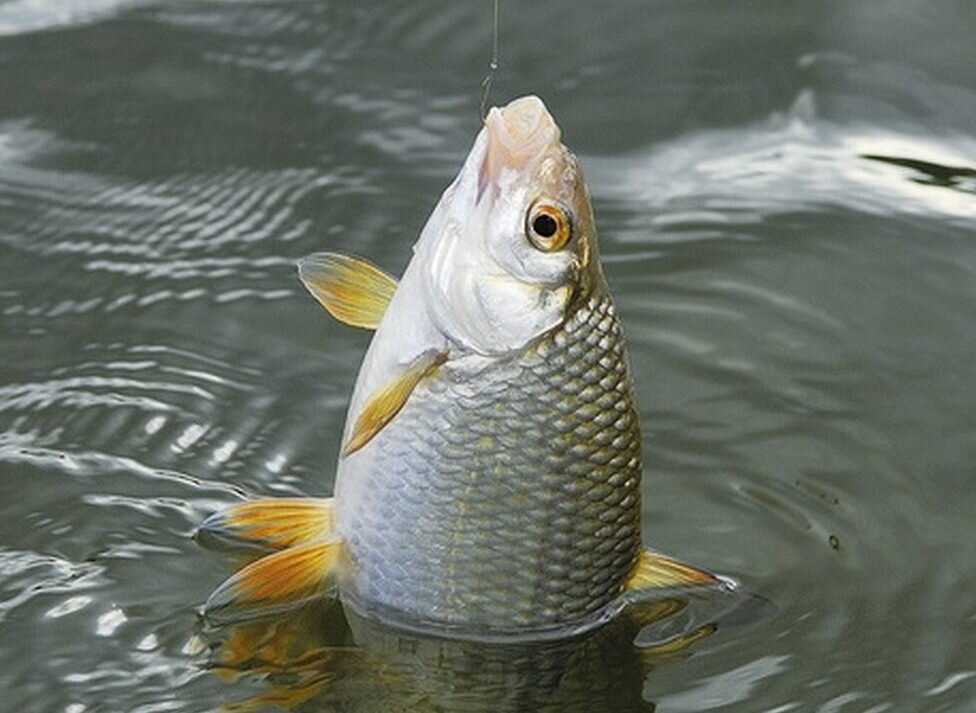 Фото с сайта: https://fishers-spb.ru/files/pimg/lovlya-plotvi-na-poplavok_01s.jpg