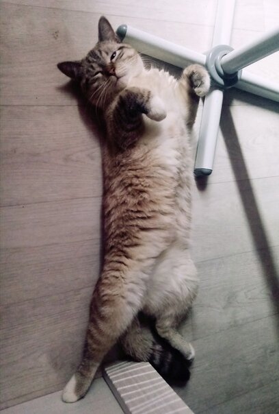 Ты же не сможешь устоять, смотри, какой он пушистый и мягкий