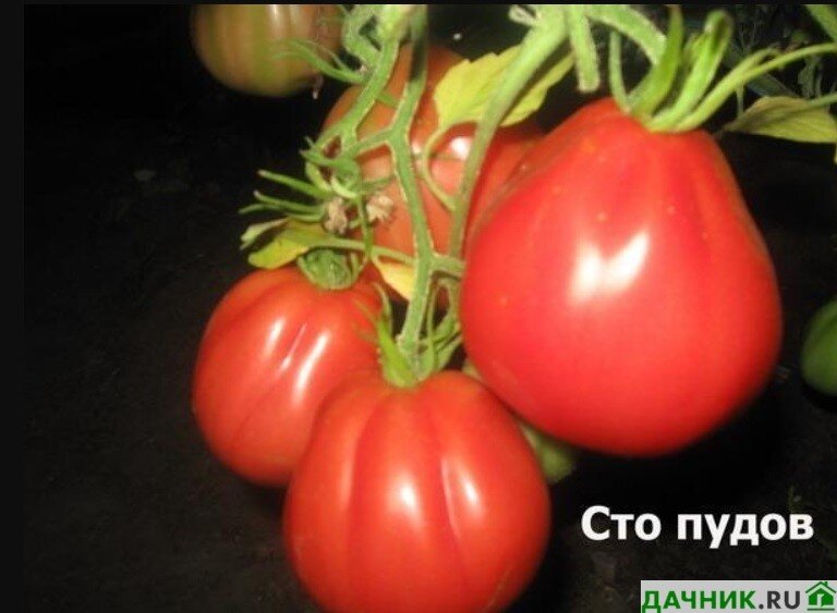 Сорт 100. Томат СТО пудов. Томат СТО пудов характеристика. Помидоры 100 пудов описание. Томат СТО пудов крупный.