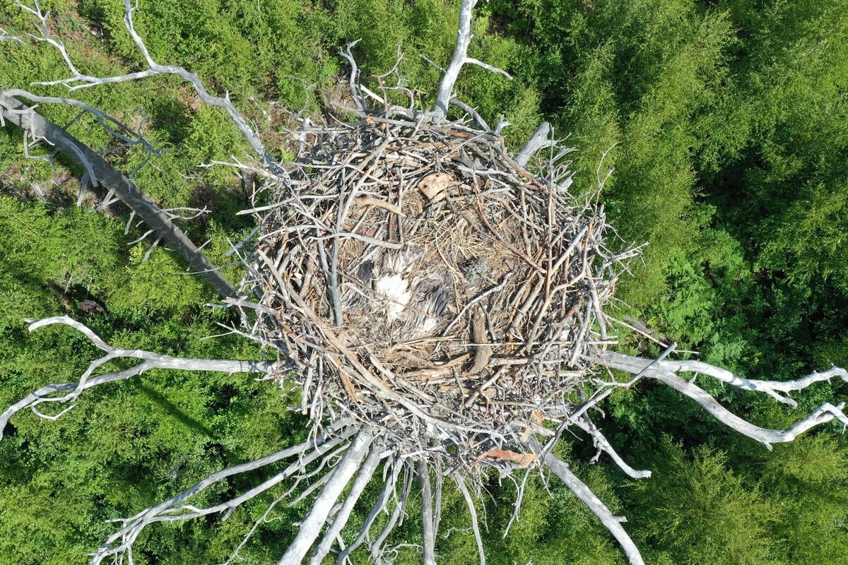 ГБУ ВО "Дирекция ООПТ".