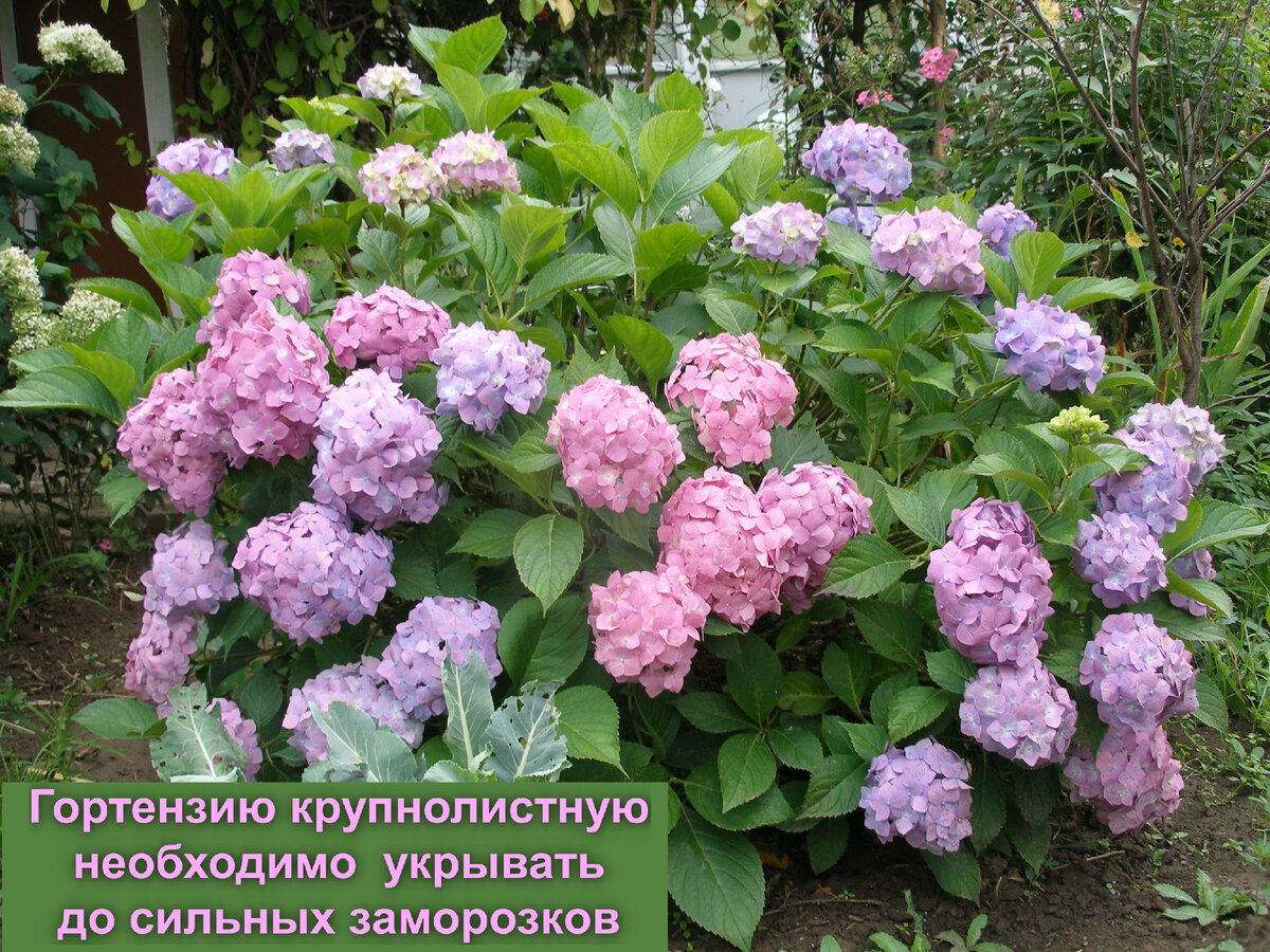 Купили гортензию в коробке что делать. Купили гортензию в коробке что делать