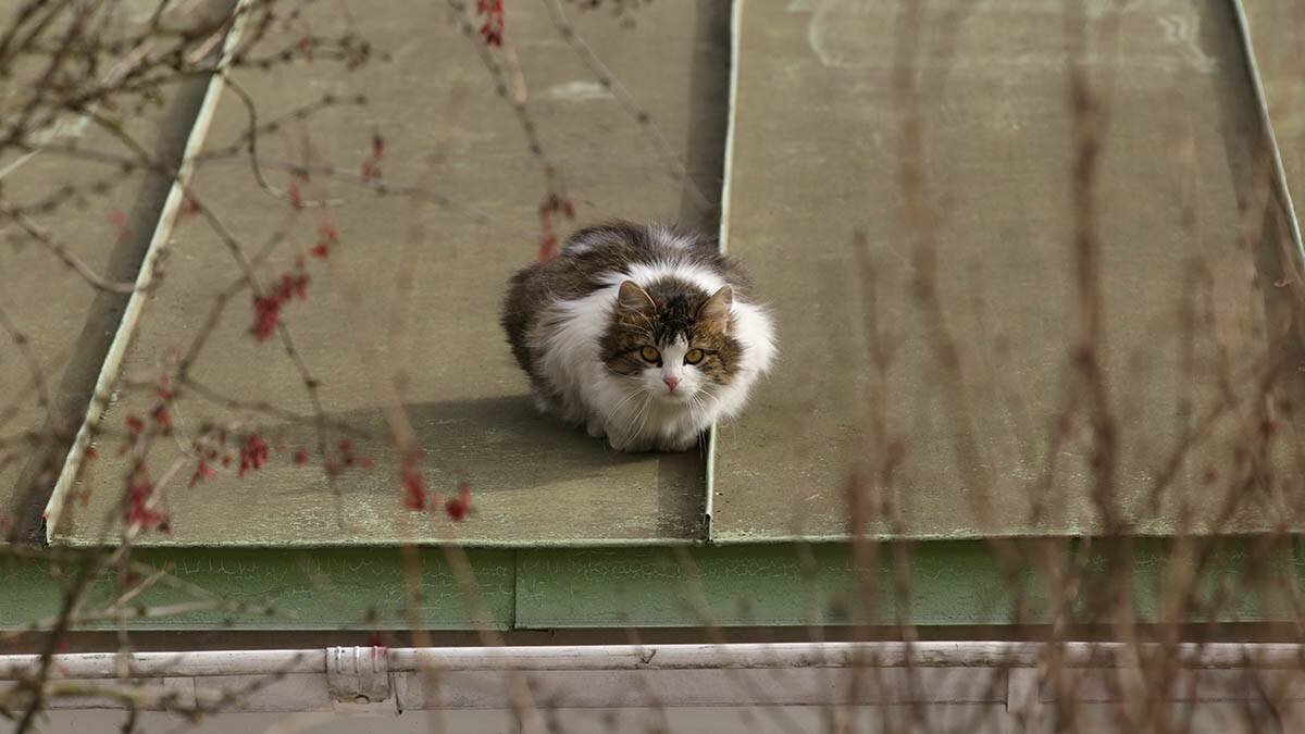    Фото: Анатолий Цымбалюк / Вечерняя Москва