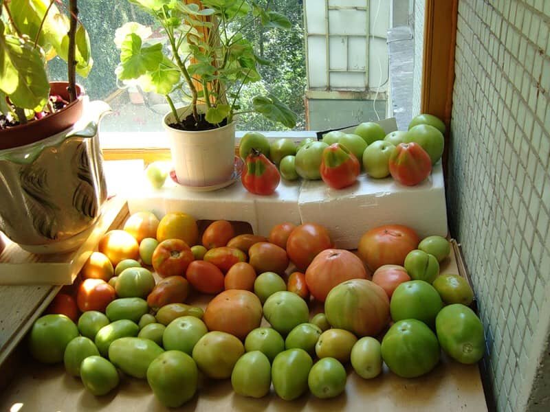 Ускоряем дозревание зеленых помидоров: эффективные методы для дома