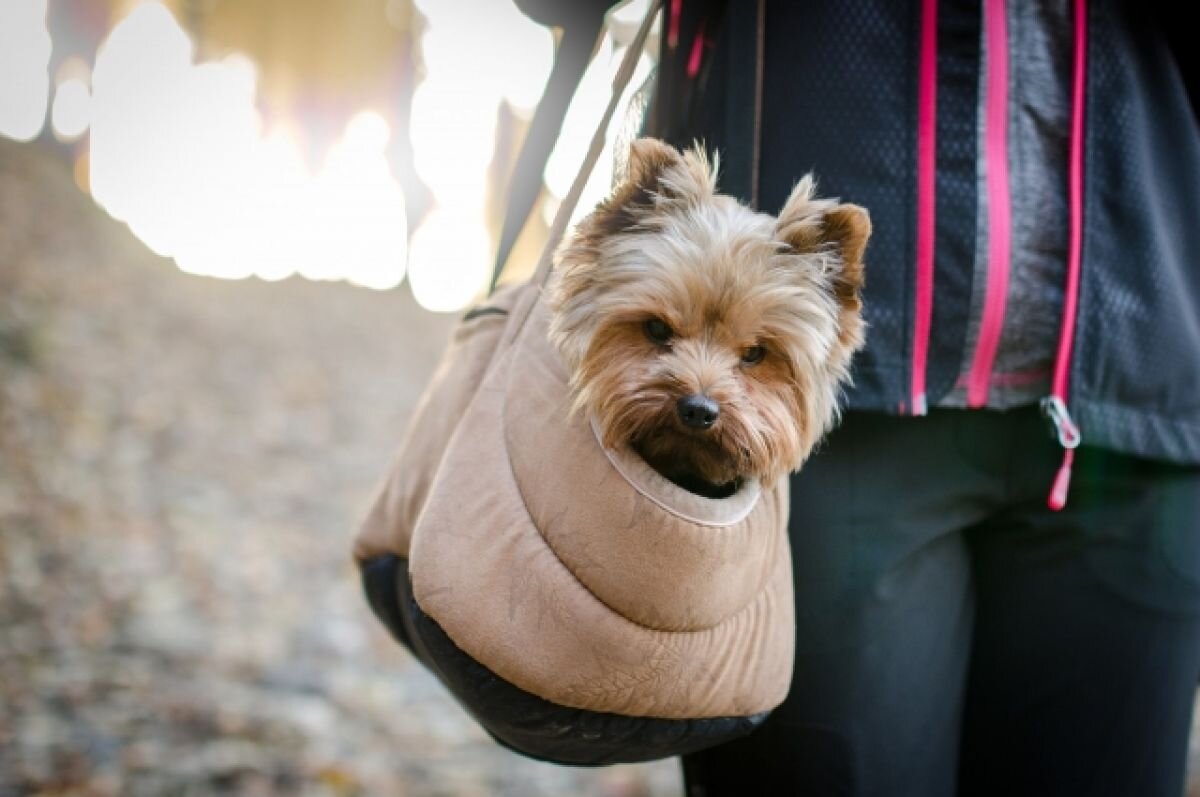    Фестиваль «Человек собаке дом» пройдет в ЦПКиО Екатеринбурга 21 августа