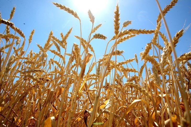    Ростовские аграрии собрали рекордный урожай ранних зерновых 2022