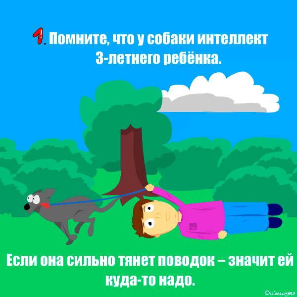 Считается, что у собак действительно интеллект трёхлетнего ребёнка. Но так же, как в случае с ребёнком, собак не стоит отпускать куда ни попадя без взрослых людей!