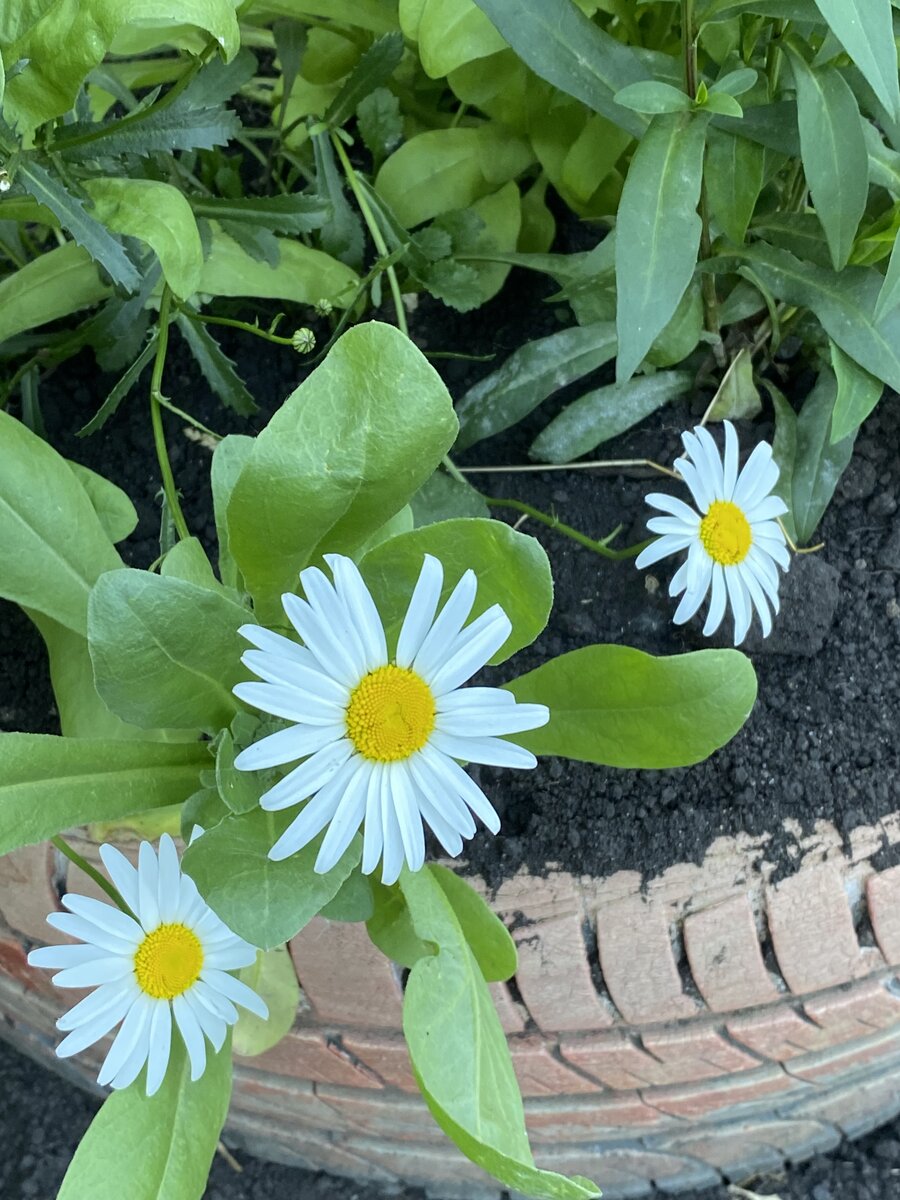 Осенние ромашки