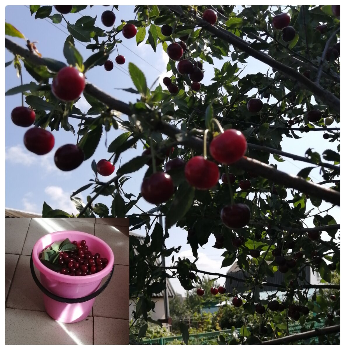 Обрезанные деревья будут замечательно плодоносить. 