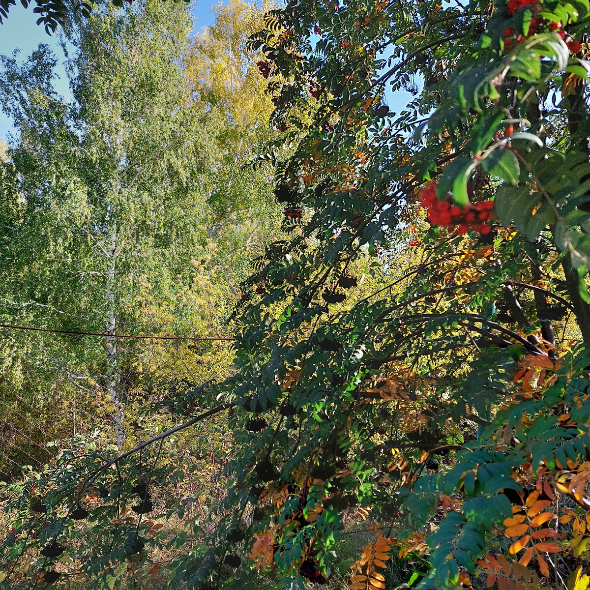 Вот такая красивая у нас осень. Березы растут в овраге... Они уже такие большие выросли, что вместе с другими деревьями у нас теперь рядом с участком целый лес. А пятнадцать лет назад эти деревья были совсем маленькими. Мы, кстати засаживаем длинный крутой край оврага вдоль участка жимолостью,  малиной, терносливой, вишней, крыжовником, иргой, соснами, елями, дубами и кедрами. Кедров мечтаем посадить как можно больше. 