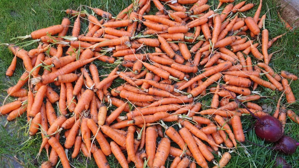 Урожай подписчицы Дачного агронома 