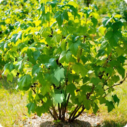 Правила осенней посадки красной и черной смородины: советы и рекомендации