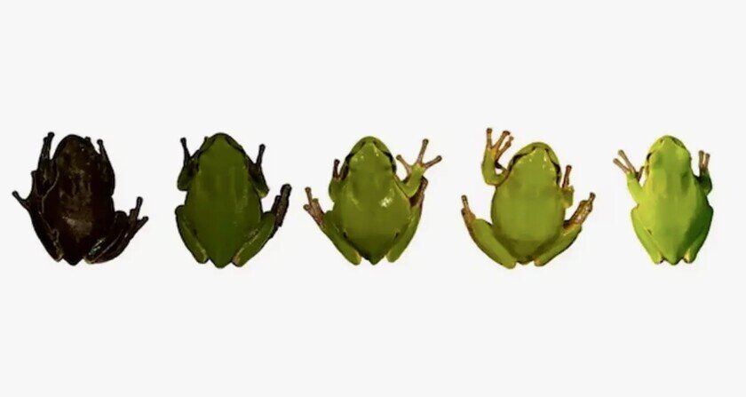    Целая палитра лягушек из Чернобыля. Фото: Onlinelibrary