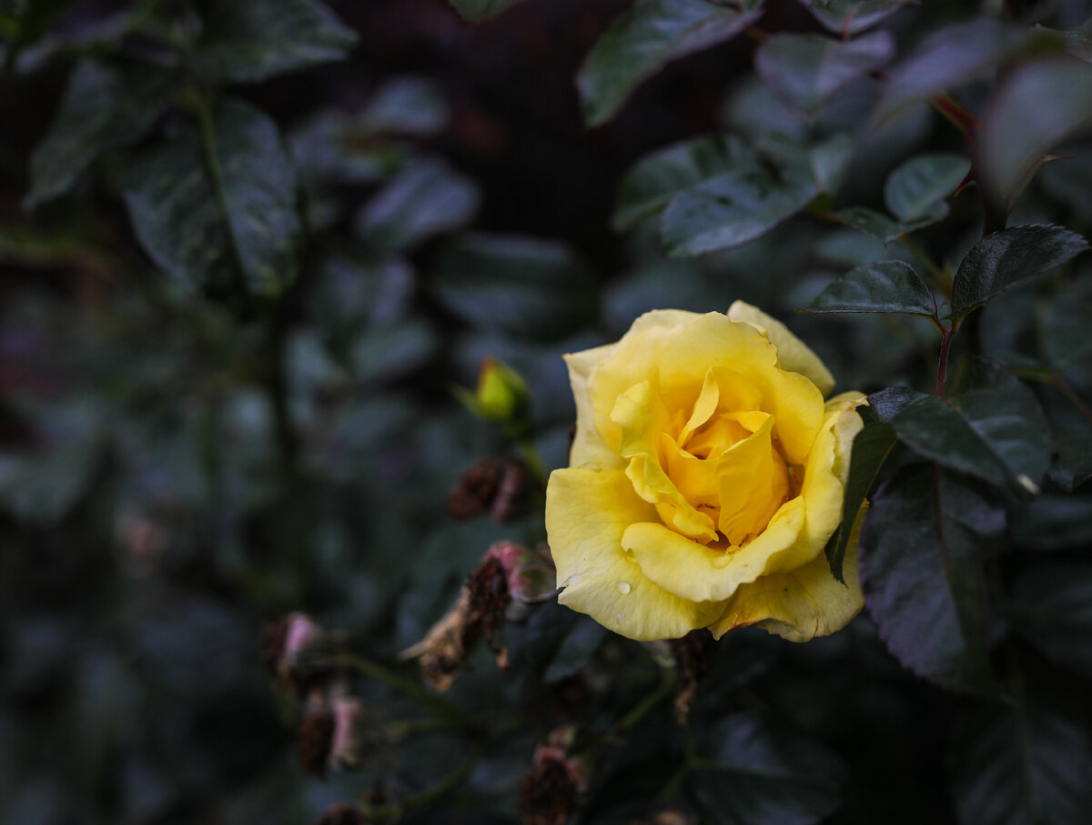 Парковые розы будут цвести до самых заморозков.