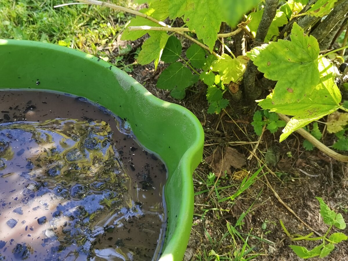 Подкормка золой и уксусом огурцы. Подкормка смородины золой. Подкормка смородины.