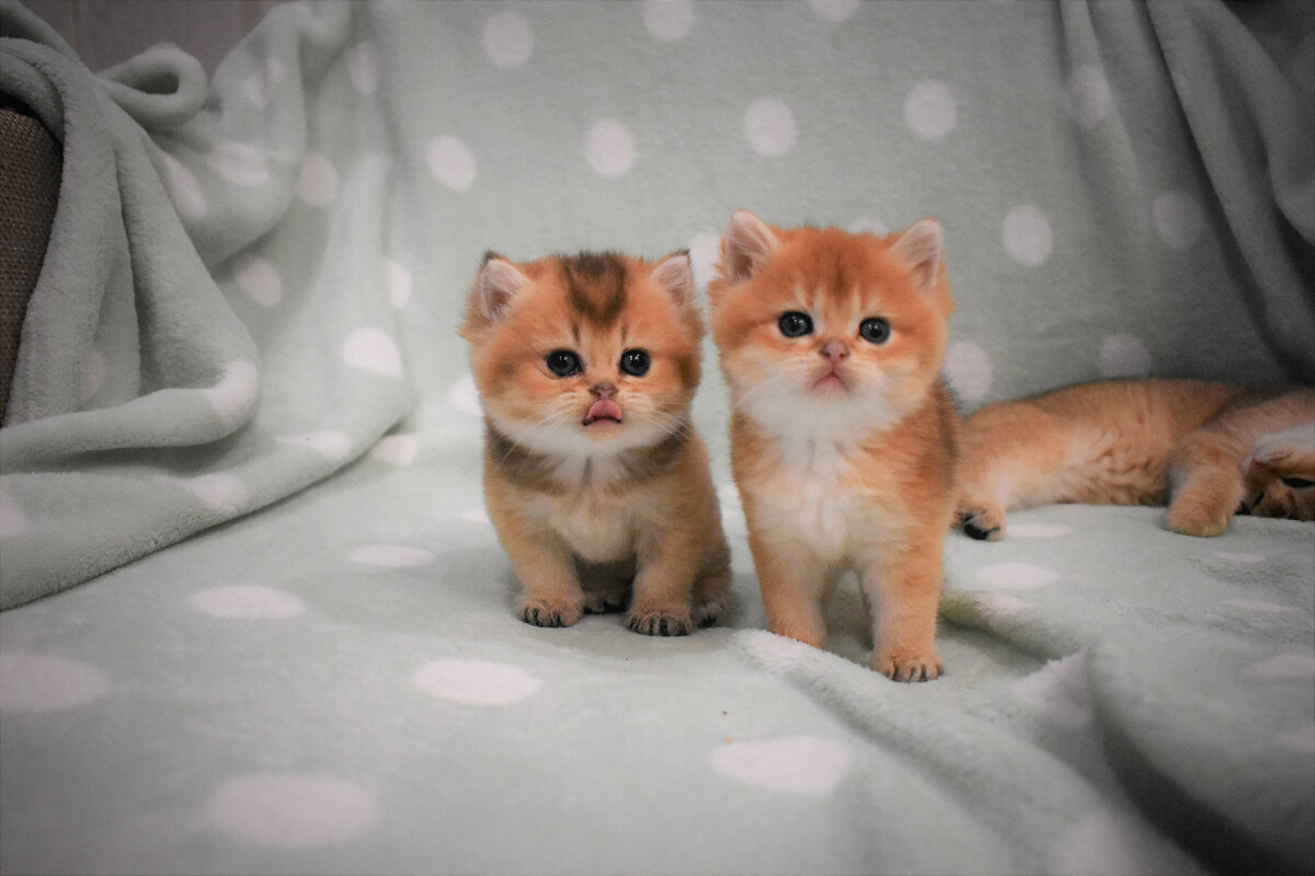 Family of Golden Kittens