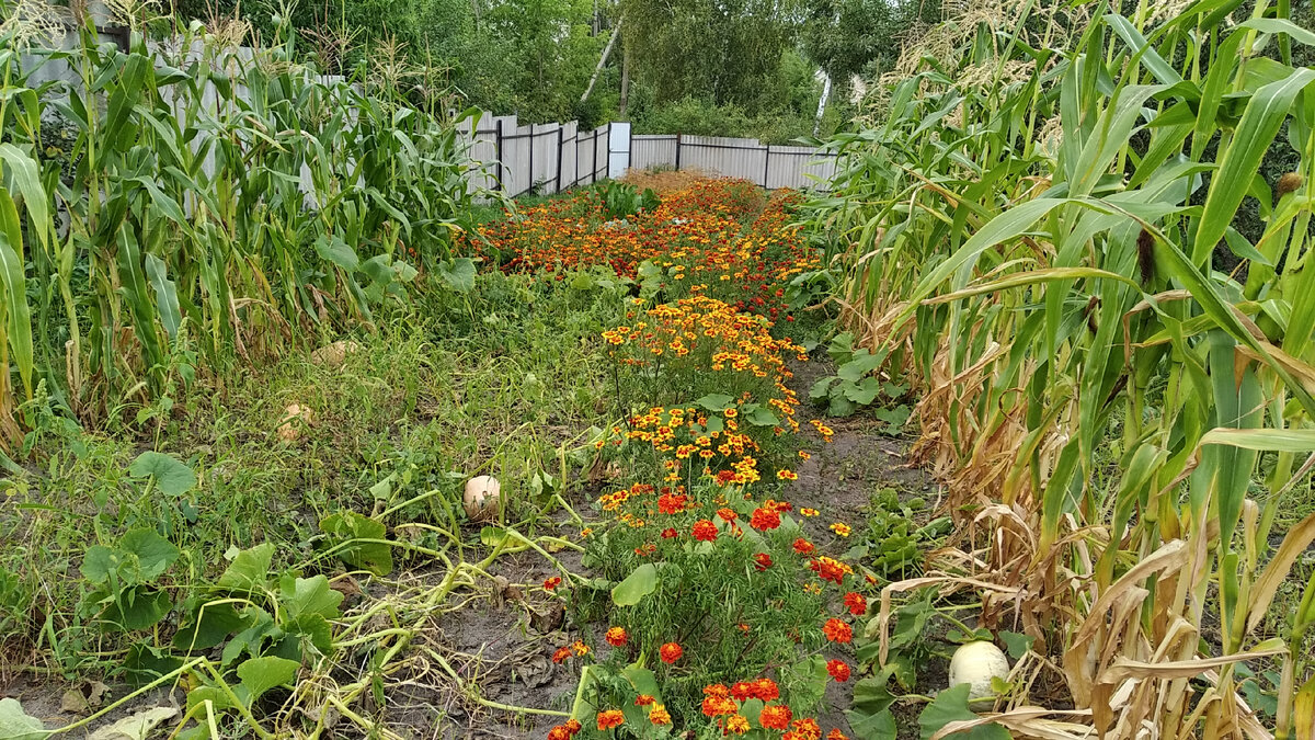  Рядом посеяла тыкву кукурузу по рядочку