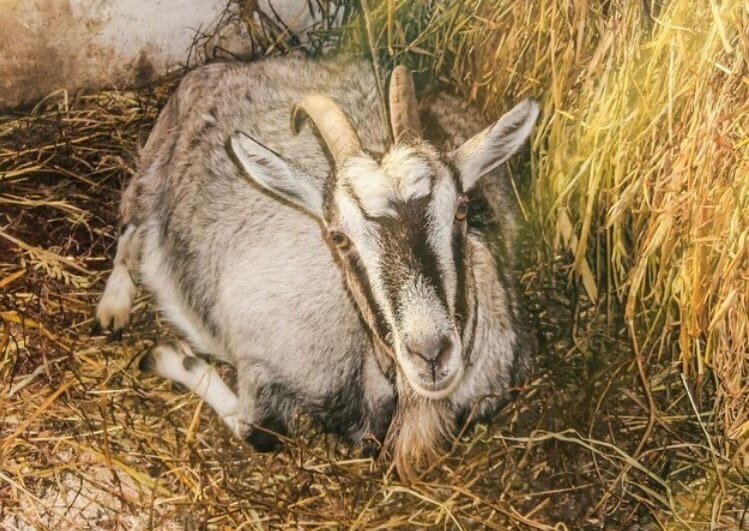 Окот у коз. Подготовка и первые признаки | Protect&Feed | Дзен
