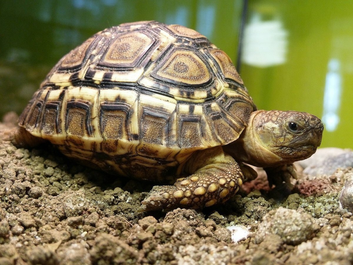 Geochelone sulcata
