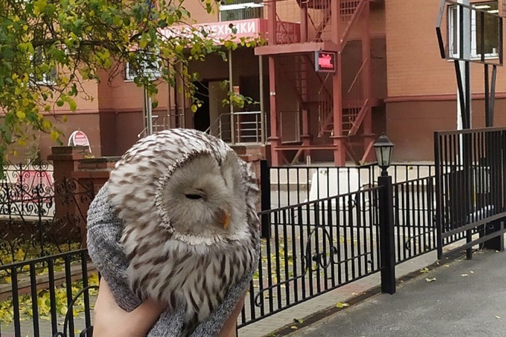    Госохотдепартамент Тюменской области