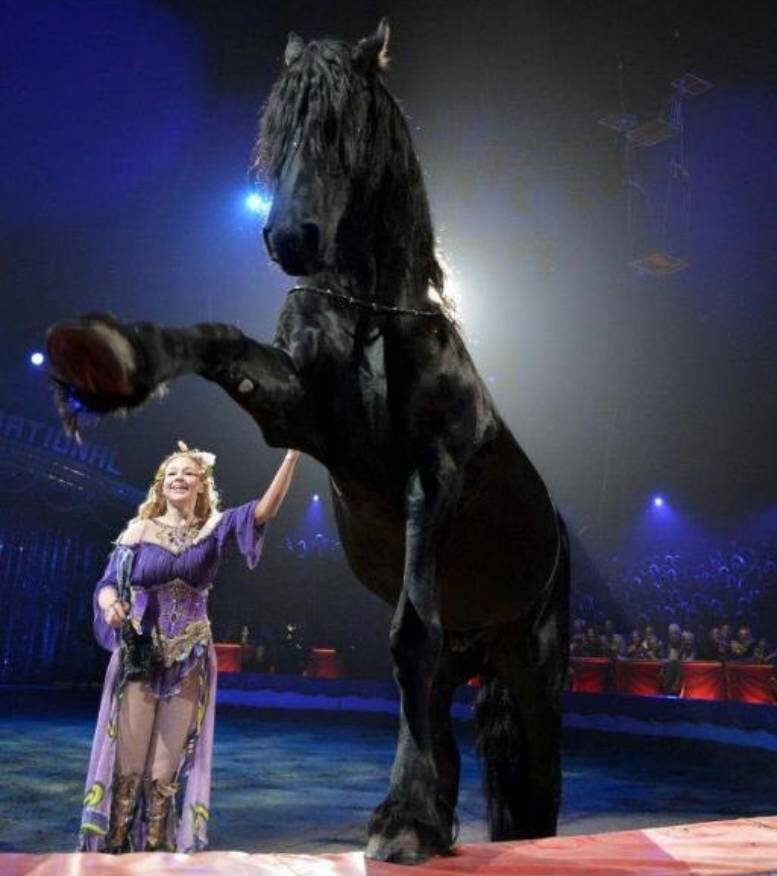    Анастасия Стыкан-Федотова была уникальной дрессировщицейСоцсети