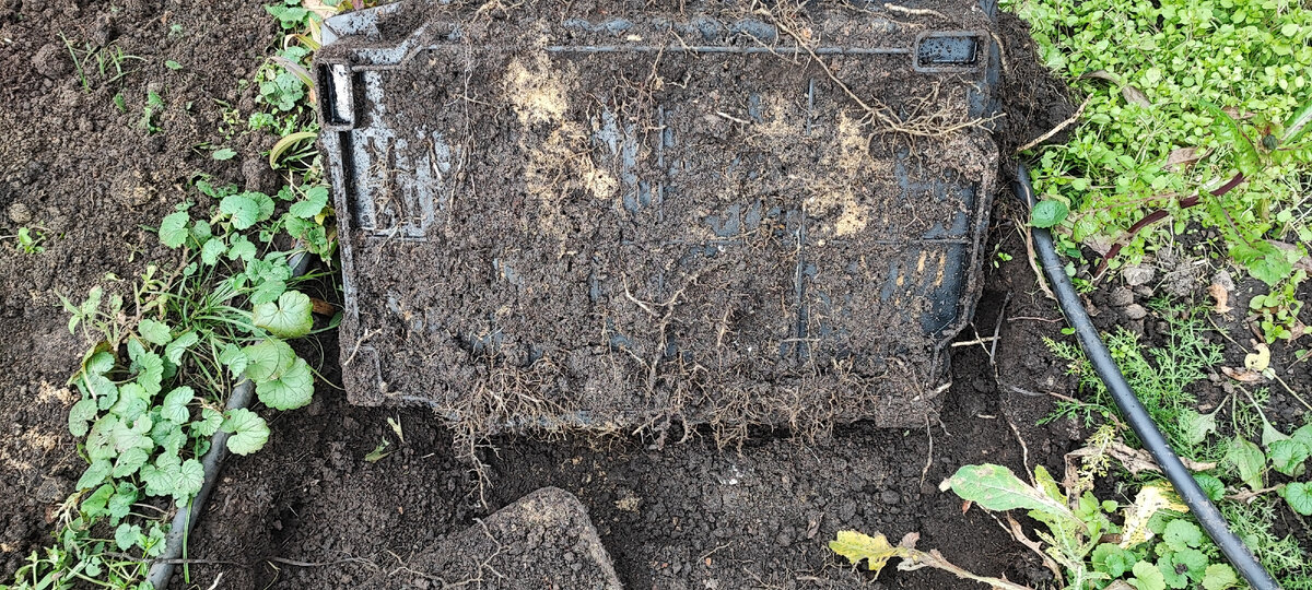 корни пролезли через щели