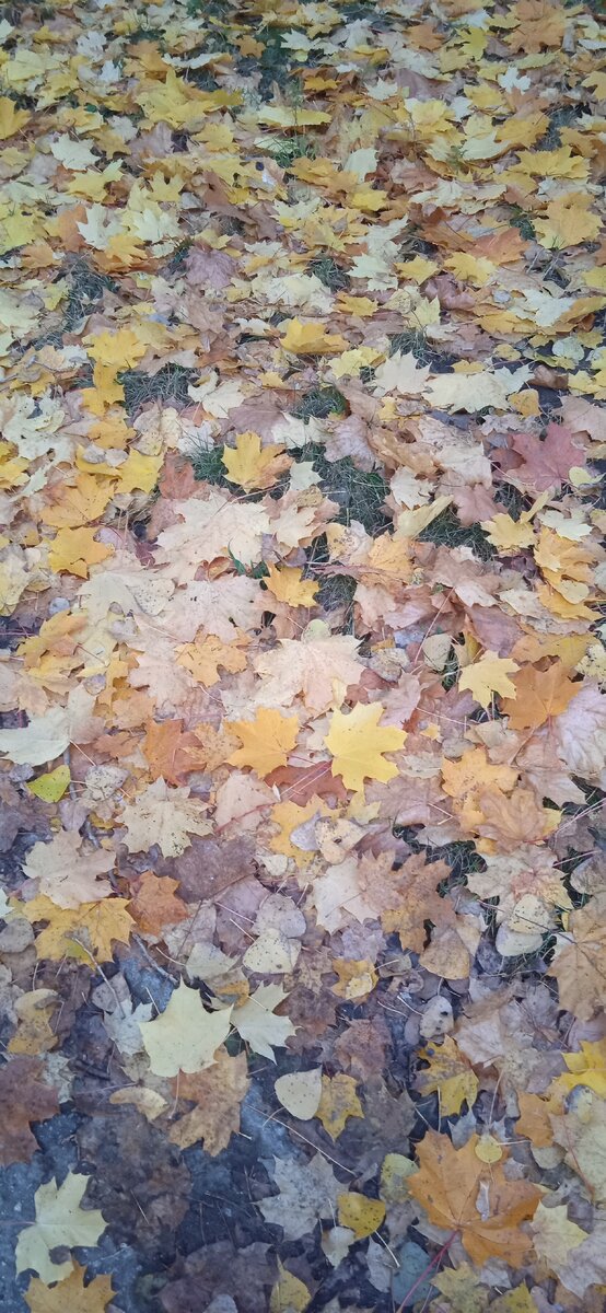 Просто осень в моем городе