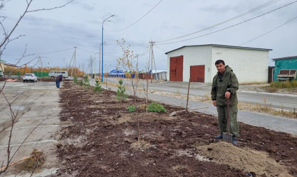    В Год экологии в Уренгое высадили более 600 деревьев