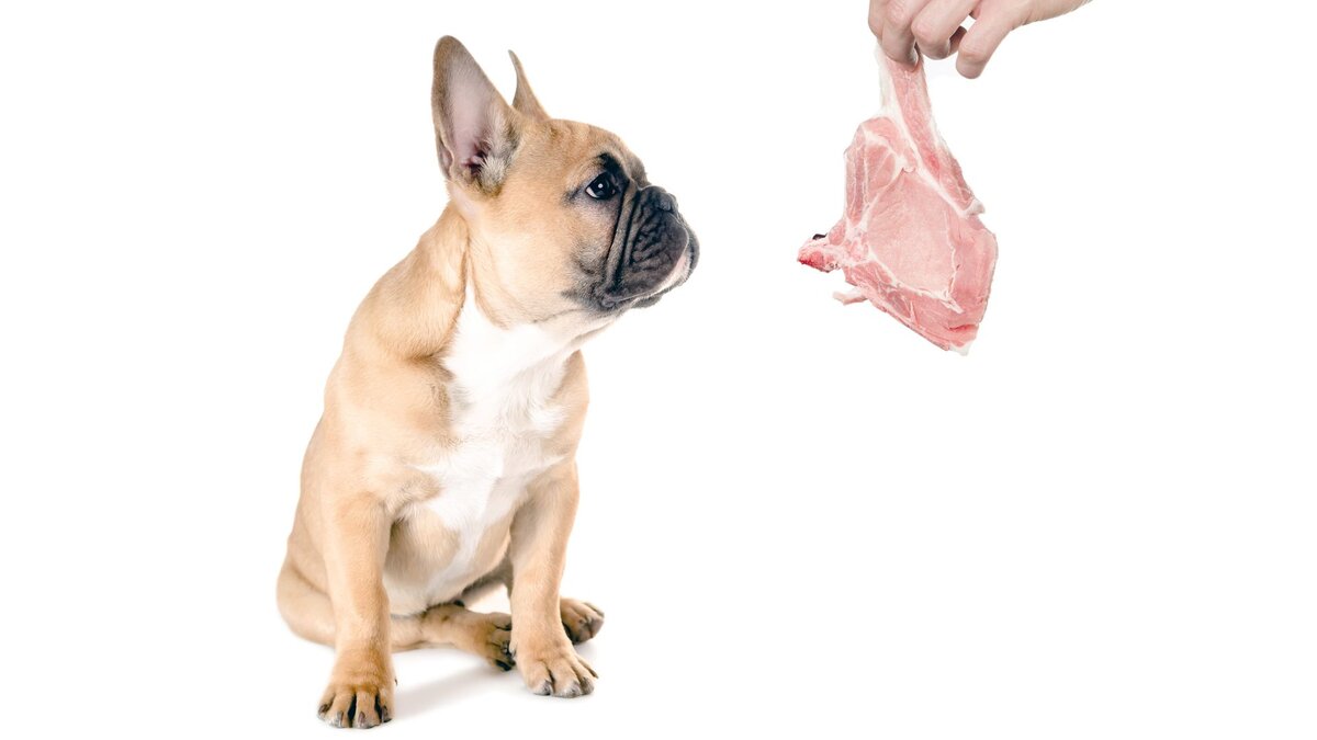 Можно давать свинину собакам