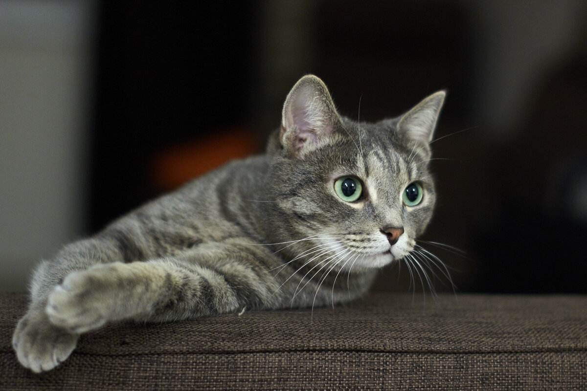 похожа на наш "подарок"