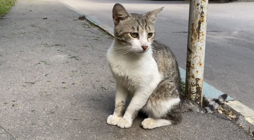 Вася (первый месяц) 