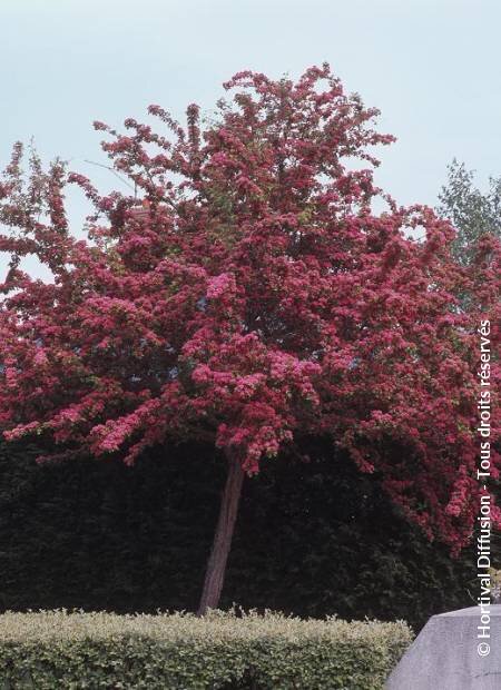 CRATAEGUS laevigata 'PAUL'S SCARLET'.


