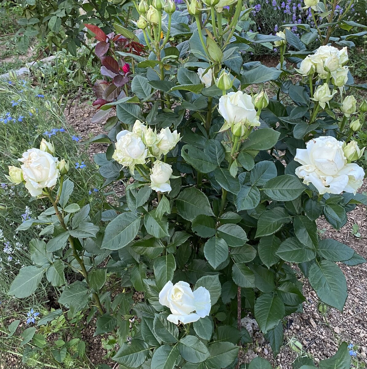 Только-только начинает цвести.