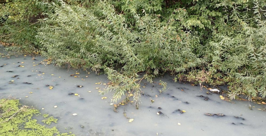    Фото: t.me/greenserpent