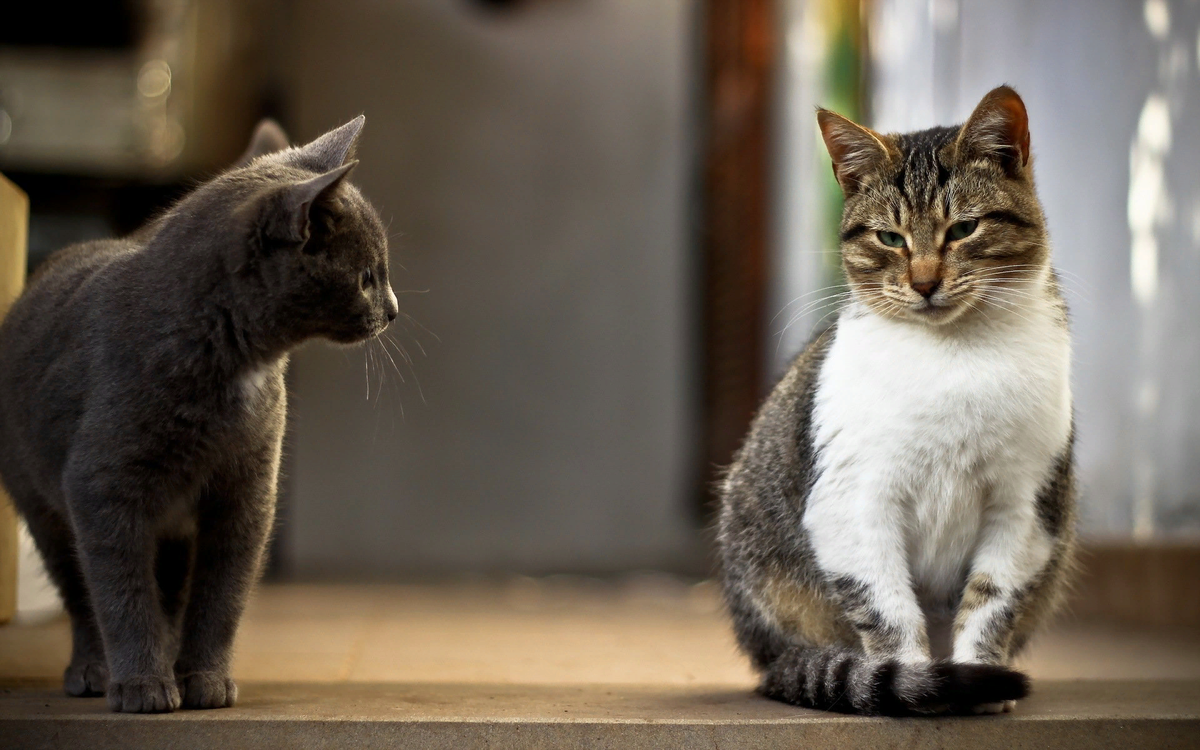 😾Как подружить двух кошек, если их никак мир не берёт | Нос, хвост, лапы |  Дзен