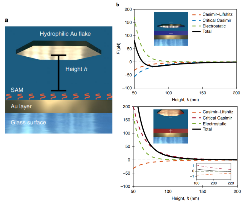     Слева изображена схема эксперимента. Нижняя голубая полоса — стекло, на нем — слой золота, покрытый самособирающимся слоем органических молекул (красные хвостики), темно-синий цвет обозначает двухкомпонентную жидкость: воду и лутидин, в которой плавает золотая пластинка. На правых графиках показаны силы в системе в зависимости от расстояния между пластинами. Зеленый пунктир — электростатическое отталкивание, красный — сила Казимира-Лившица, синий — критическая сила Казимира, черный — сумма трех сил. Равновесным является расстояние, в котором сумма сил наименьшая. На верхнем графике критическая сила Казимира притягивающая — пластины сближаются до 68 нанометров, на нижнем критическая сила Казимира отталкивающая — пластины отталкиваются на 200 нанометров. Температура меньше критической на 0,1 градуса Цельсия. Falco Schmidt et al. / Nature Physics, 2022