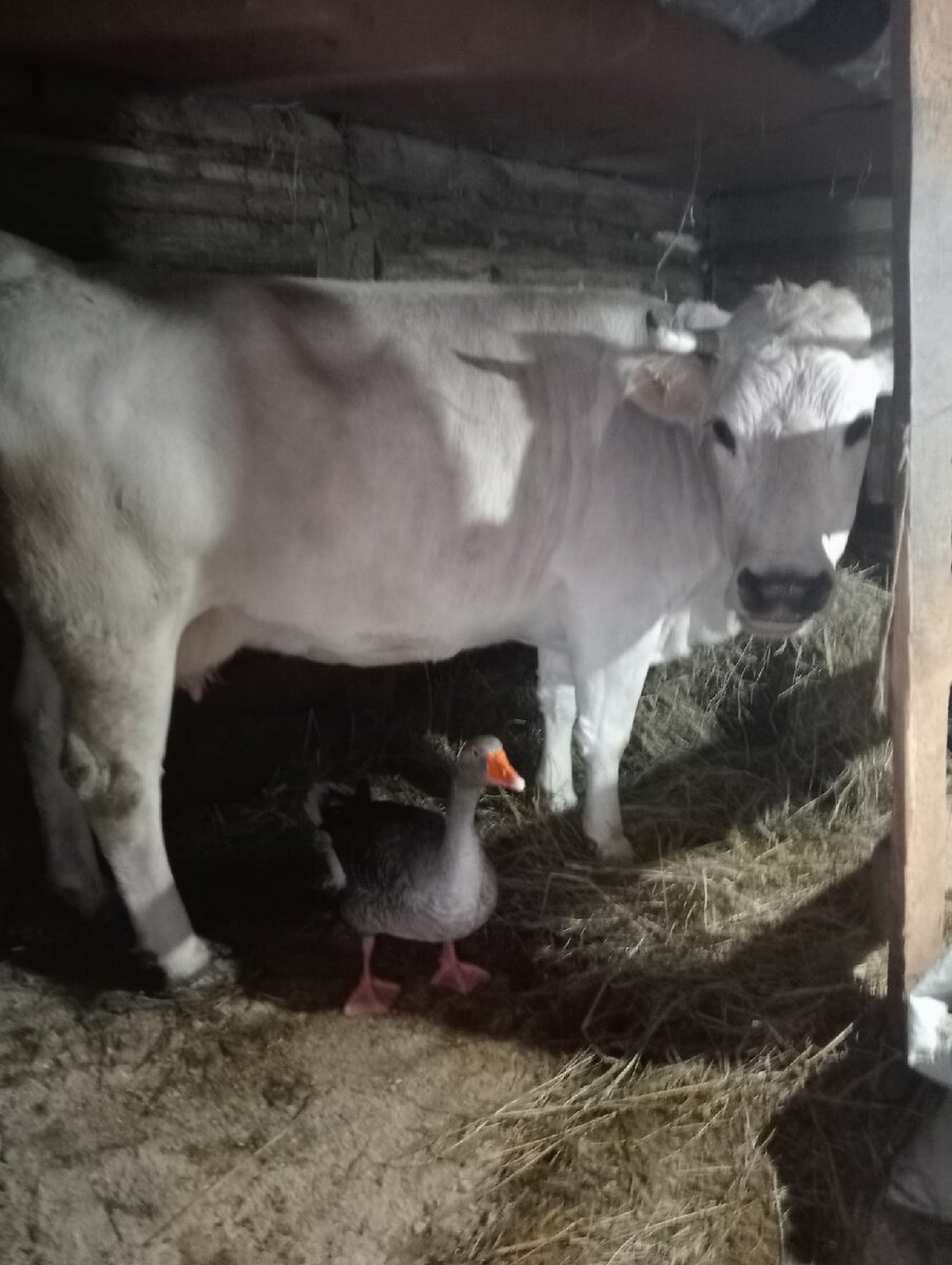 Пью и Жданка (ВК)