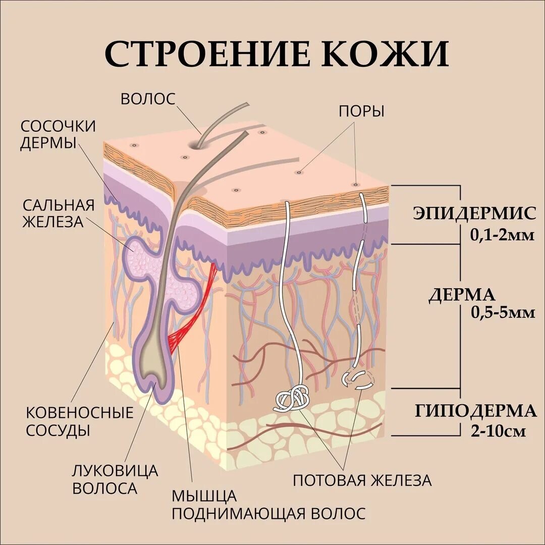 Строение кожи