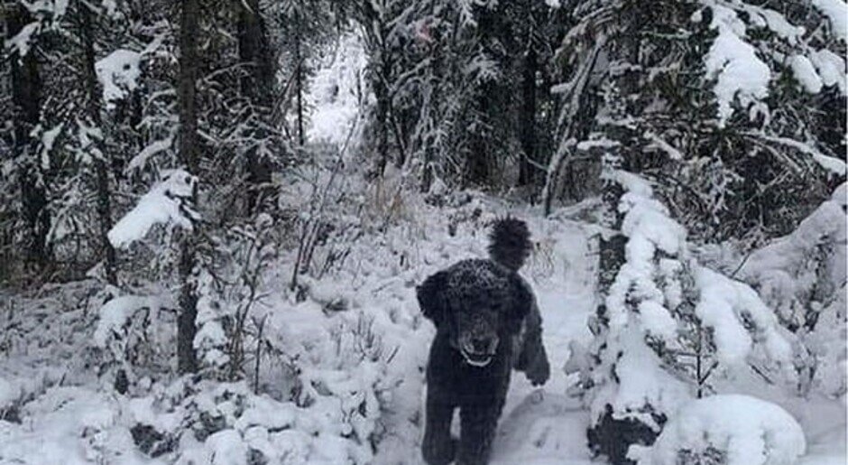    Смотрите, какие еще картинки с оптическими иллюзиями можно найти в сети