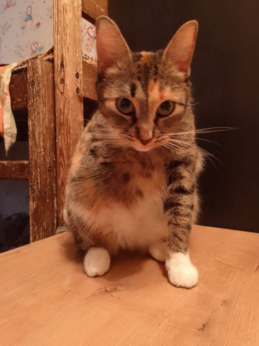Кошка с лишней хромосомой