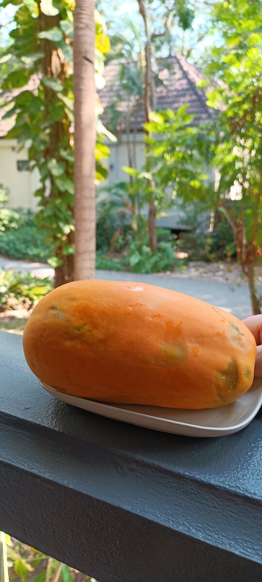 Папайя, купленная в Таиланде