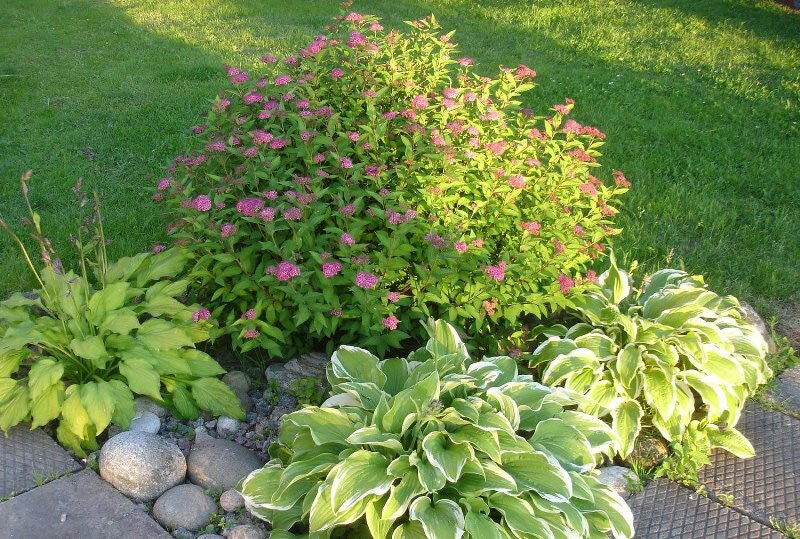 Декоративный кустарник из семейства розовых