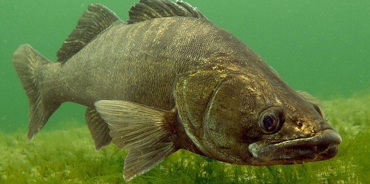 Практически полностью, включая верхнюю часть жаберных крышек, судак покрыт мелкой чешуей. Окрас спины черный. Ближе к середине имеет зеленоватый оттенок, брюхо белое. По всей длине тела можно наблюдать еле заметные полосы, восемь – десять штук. Встречаются особи практически черного цвета и перламутровым оттенком, белым брюхом.