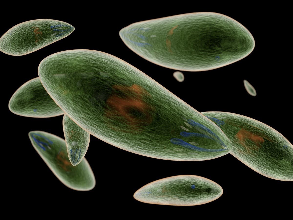 Токсоплазма, которая изменяет поведение крыс и других животных