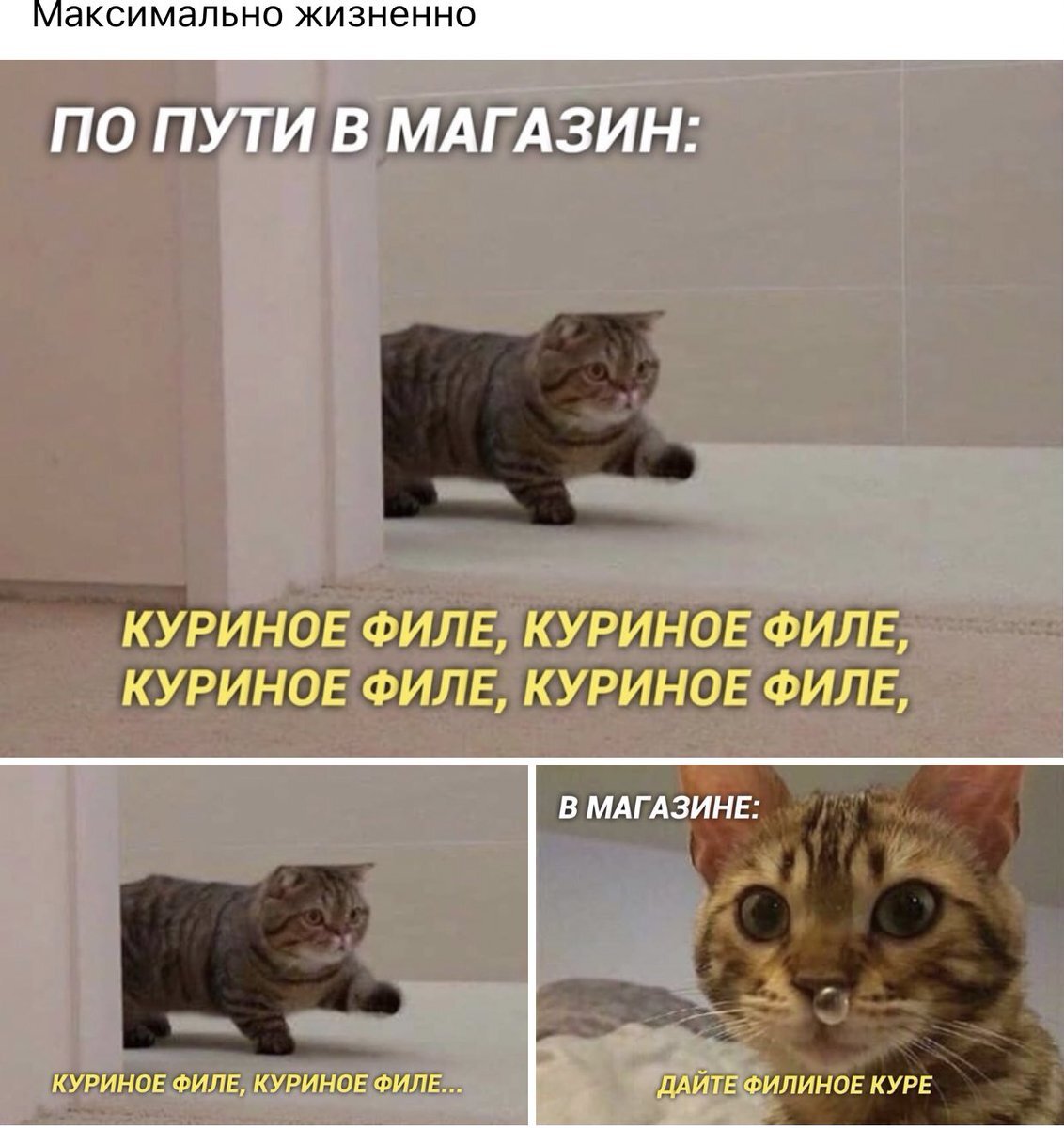 Пишу статью и чувствую себя этим котом. Почему эти 2 слова постоянно путаются?! 